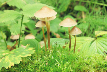 Bunch of autumnal fungi grows over moss