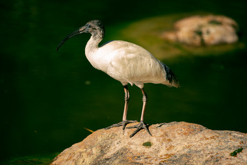 Australian White Ibis