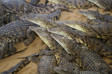 Crocodiles