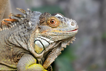 Close up of head of gray and brown colored beautiful Iguana Leguan lizard 