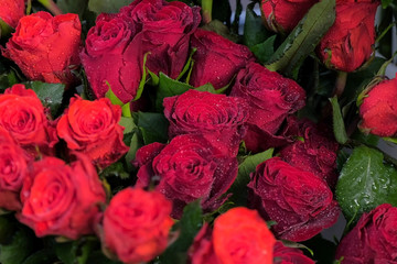 Moisturizing fresh flowers for long-term storage. Velvet red roses with water drops for sale in flower shop, closeup view. Floal business concept. Floristic studio and store.