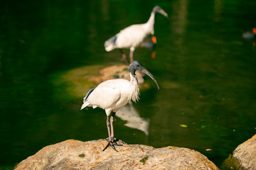 Australian White Ibises