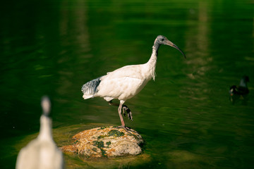 Australian White Ibises