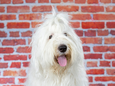 Old English Sheepdog portrait. Image taken in a studio with red brick wall background.