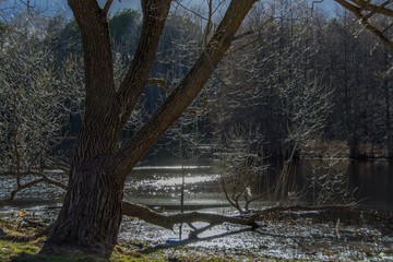  tree and lake in the sun and with glare on the water