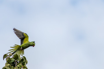 Fototapeta premium Einzelner grüner Halsbandsittich fliegt mit ausgebreiteten Flügeln / Schwingen durch die Luft vor hellem Himmel und mit leuchtenden Gefiederfarben