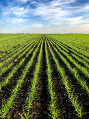 A field with sprouted young wheat against a blue sky.