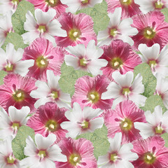Beautiful floral background of white and pink mallow. Isolated