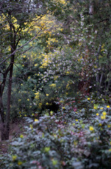 Multicolored flowers bloom in Madrid Forest. Spring time. Flowers picture