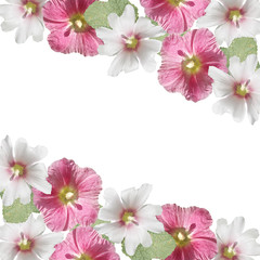 Naklejka na ściany i meble Beautiful floral background of white and pink mallow. Isolated