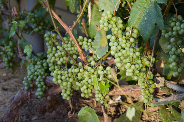 green vine ripening