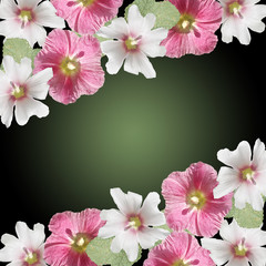 Beautiful floral background of white and pink mallow. Isolated