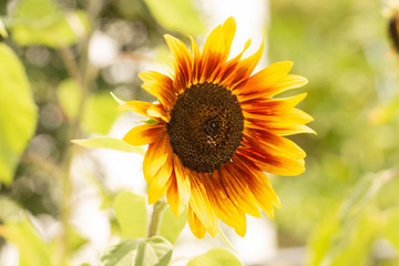 Obraz premium sunflower in field