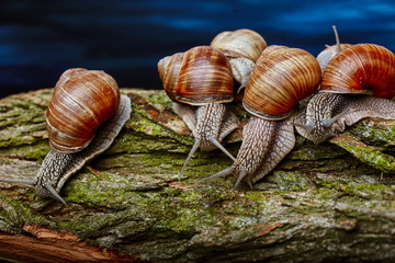 several big snails crawling one on one