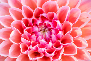 Bezauberndes detailliertes Makro einer Ball-Dahlie mit schönem Farbverlauf verschiedener Farben und vielen Blütenblättern und Blütenkelchen als Geschenk zum Muttertag direkt aus dem Gartencenter