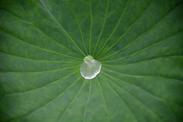 Water droplets on green lotus leaf. Lotus leaf texture and background.