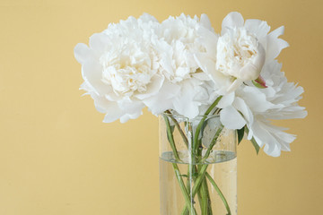 White fluffy peonies flowers in vase on yellow background