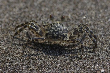 Sand crab