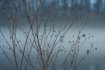 dried flowers on a background of fog near a lake