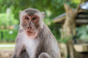 monkey. The concept of animals in the zoo. soft focus