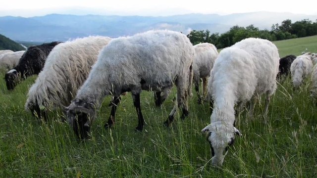Sheep with lambs grazing in mountain. Flock of sheep with shepherd on grassy rural hillside. Animal herd eating grass on field. Green meadow in springtime. Sheep graze the pastures. Farming. Milk, mea