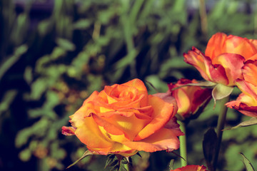 Blooming rose. The garden in which the rose grows