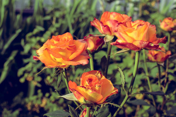 Blooming rose. The garden in which the rose grows