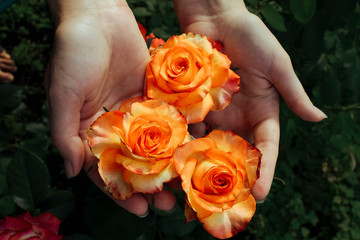 Female hands hold blooming roses. A garden in which a rose blooms