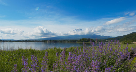 Mountain Fuji in Kawaguchiko Lake with lavender field