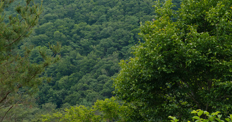 Fototapeta na wymiar Green nature landscape forest in summer time