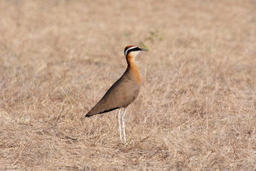 Indian Courser, Cursorius coromandelicus, wildlife of Saswad, Maharashtra