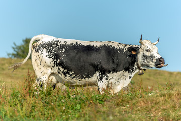 Vache vosgienne dans un pâturage