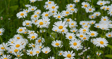 White chamomile in the meadow field