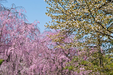 Scientific name is Cerasus itosakura (Sieb.) Masam. & Suzuki f. itosakura.