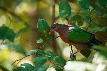 Emerald Ground Dove
