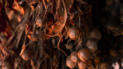 Seeds in the sunset