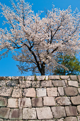 Scientific name is Cerasus ×yedoensis (Matsum.) Masam. & Suzuki ‘Somei-yoshino. 