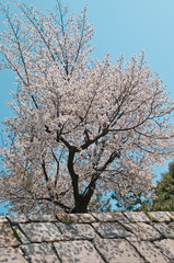 Scientific name is Cerasus ×yedoensis (Matsum.) Masam. & Suzuki ‘Somei-yoshino. 