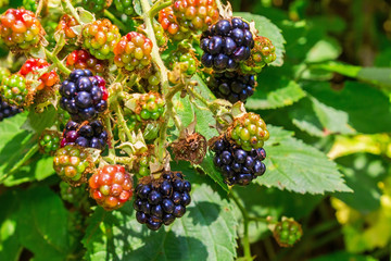 Wild berries of mature and unripe blackberries