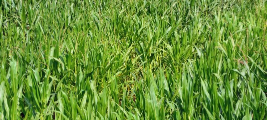 Green corn field panorama. Corn field, stalks and leaves od corn close up, background