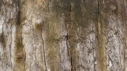 100 year old wood background