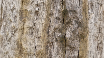 100 year old wood background