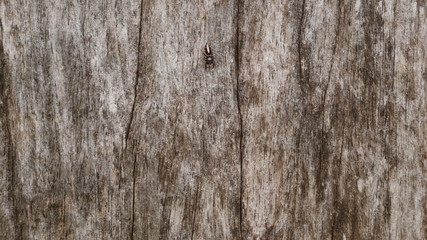 Obraz premium stone wood background, gray wooden background