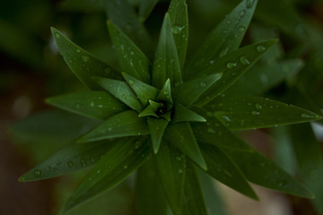 Fototapeta premium lily with drops of water, top view in early spring without flowers