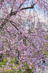 Scientific name is Cerasus itosakura (Sieb.) Masam. & Suzuki f. itosakura.
