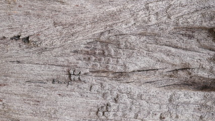100 year old wooden board texture background