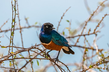 Superb Starling, beautiful bird in East Africa eating seeds on a tree