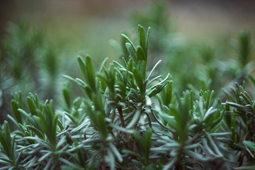 Lavender bush without flowers in early spring, delicate green color