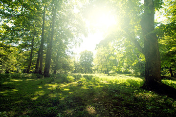 Fototapeta na wymiar Green summer forest with bright sunlight