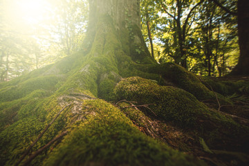 Tree moss roots and sunshine in a green forest